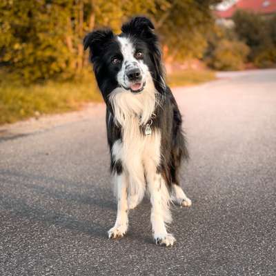 Hundetreffen-Social Walk - ohne Kontakt-Bild