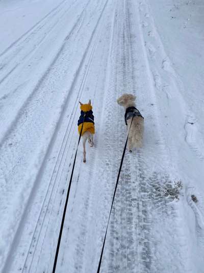 Hundetreffen-Gassirunde mit kleinen Hunden und Welpen-Bild