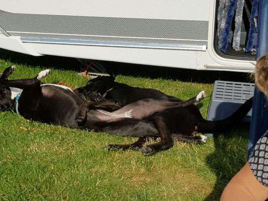 Camping mit Hund/en-Beitrag-Bild