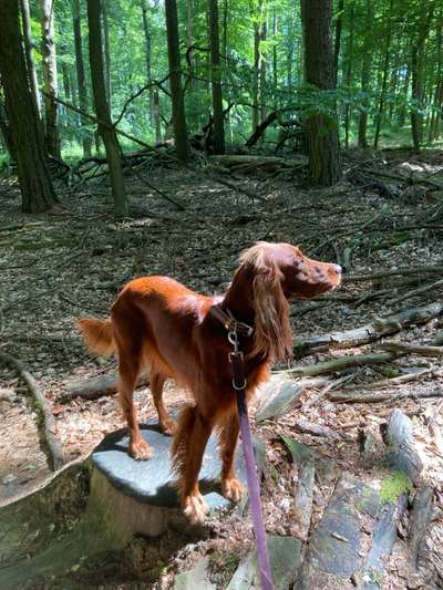 Dogorama Photo Challenge - Mein Holz und ich-Beitrag-Bild