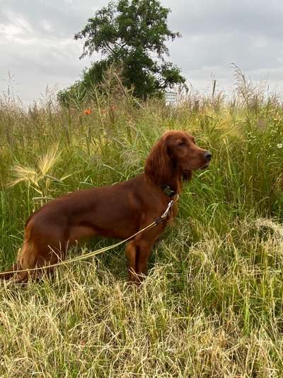 Immer der Nase nach - die schönsten Jagdhund-Bilder-Beitrag-Bild