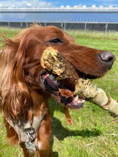 Dogorama Photo Challenge - Apportieren-Beitrag-Bild