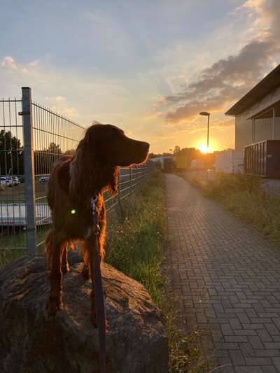 52. Collagenchallenge: Dein Hund im Sonnenschein-Beitrag-Bild