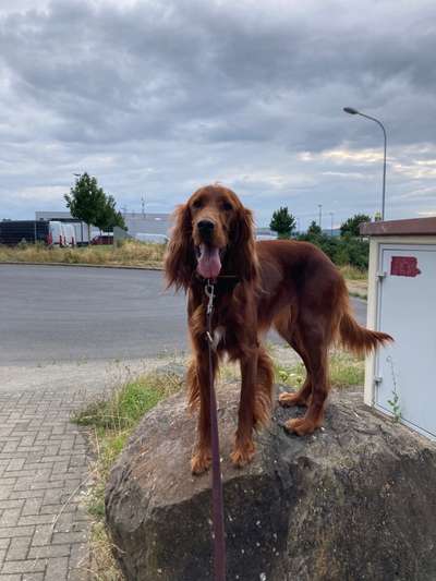 31. Collagen Challenge - Bänke/ Steine /Baumstümpfe-Beitrag-Bild