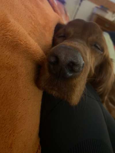 Zeigt mir die tollste Nahaufnahme von eurer Fellnase-Beitrag-Bild