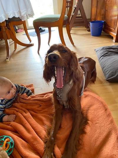 Dogorama Photo Challenge - Dein Hund beim Gähnen-Beitrag-Bild