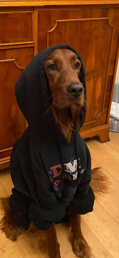 Dogorama Photo Challenge - Tre Chic!-Beitrag-Bild