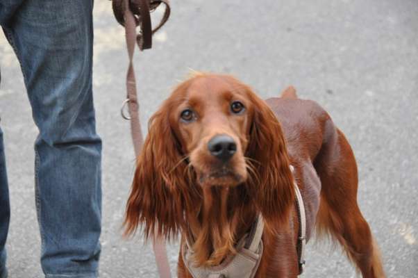 Irisch setter-Beitrag-Bild