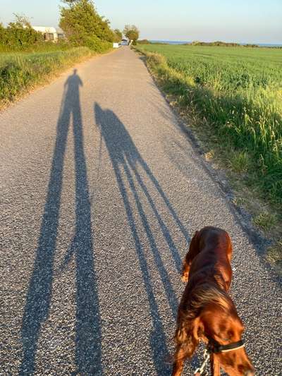 43. Collage Challenge - Schattenspiele-Beitrag-Bild