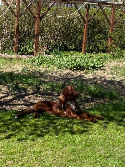 Dogorama Photo Challenge - Tarnung ist alles-Beitrag-Bild