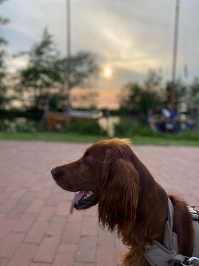 Dogorama Photo Challenge - Tierischer Urlaub-Beitrag-Bild