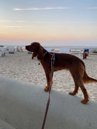 Dogorama Photo Challenge - Tierischer Urlaub-Beitrag-Bild