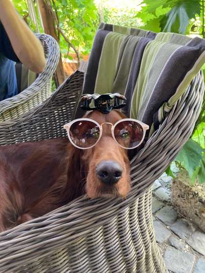 Comedyprogramm Hund:-Beitrag-Bild