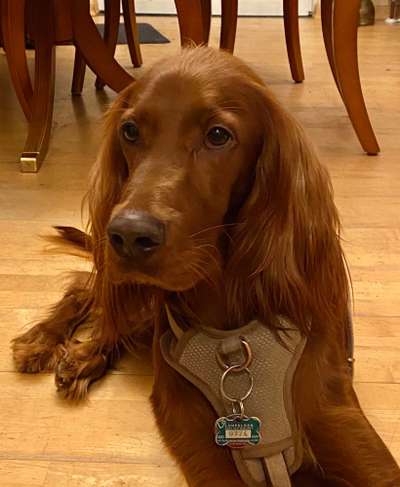 Dogorama Photo Challenge - Tierischer Urlaub-Beitrag-Bild