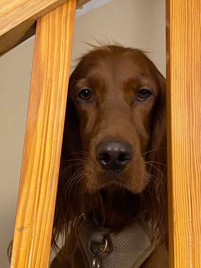 Zeigt her eure Hundenasen-Beitrag-Bild