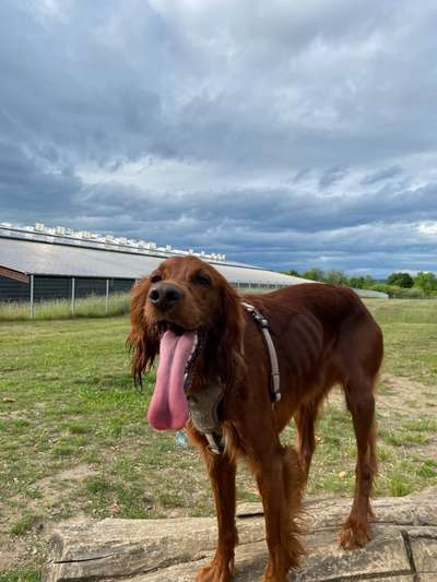 Tongue Out Tuesday-Beitrag-Bild