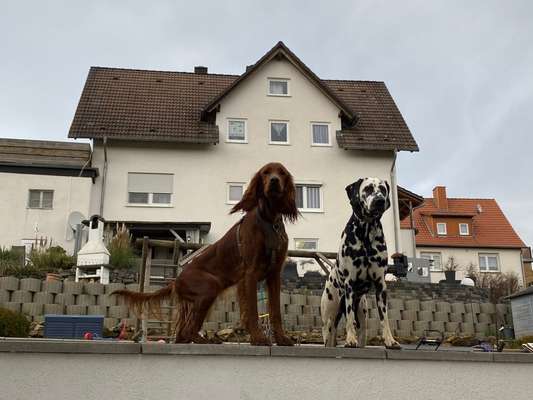 FOTOCHALLENGE 68: Dein Hund und sein bester Freund-Beitrag-Bild