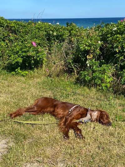 FOTO-Challenge  NR. 91: Die pure Entspannung-Beitrag-Bild