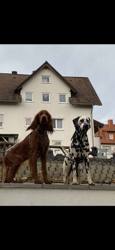 Dogorama Photo Challenge - Die besten Hundebuddys-Beitrag-Bild