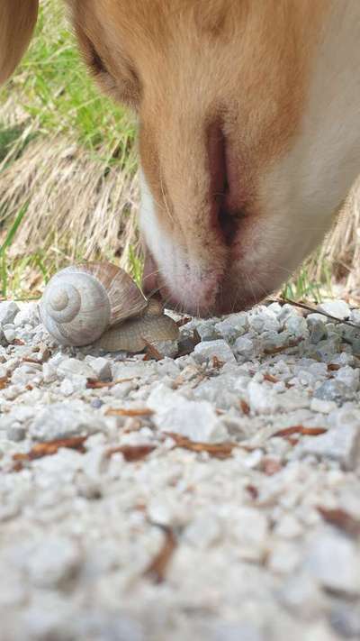 63. Handyfotochallenge   * Nase dran ! *-Beitrag-Bild