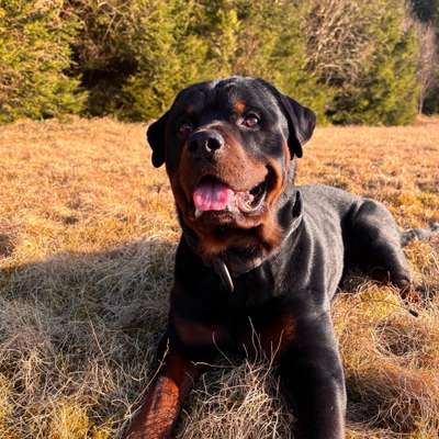 Hundetreffen-Spielen und spazieren-Bild