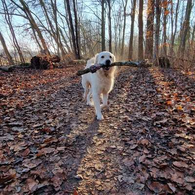 Hundetreffen-Spielrunde (Retriever)-Bild