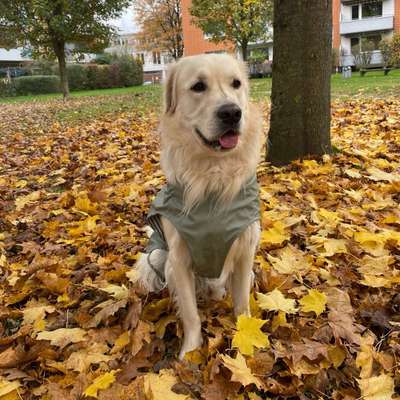 Hundetreffen-Social Walk, Training, Spielpartner-Bild