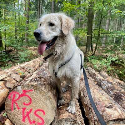 Hundetreffen-Social Walk, Training, Spielpartner-Bild