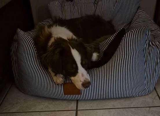 Hundetreffen-Spielerunden für Mini Australian Shepherd-Bild