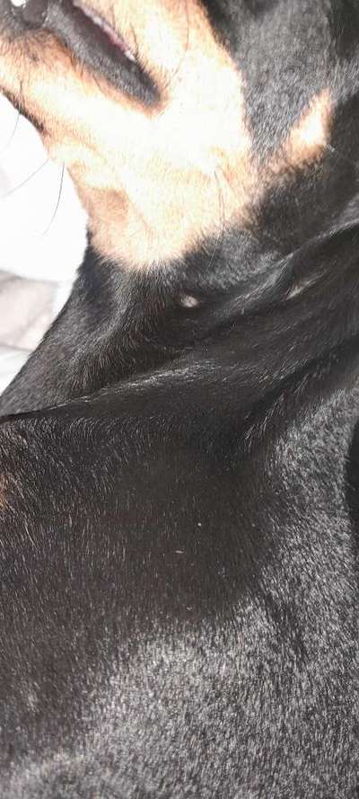 Pickel am ganzen Körper-Beitrag-Bild