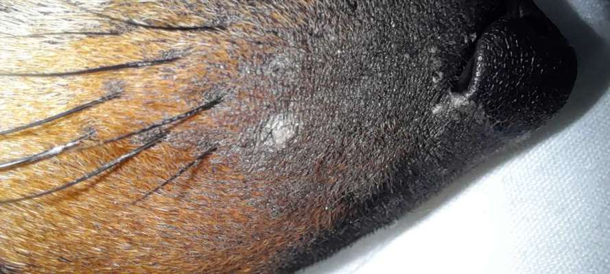 Pickel am ganzen Körper-Beitrag-Bild