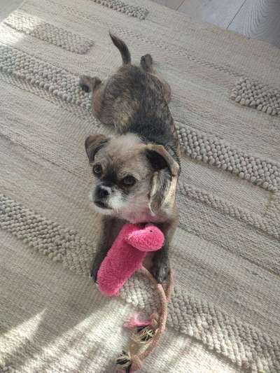 Euer Hund und sein Lieblingskuscheltier-Beitrag-Bild