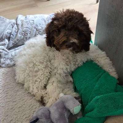 Lagotto Romagnolo Besitzer-Beitrag-Bild