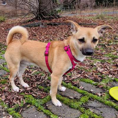 Hundetreffen-Neue Hundefreunde zur besseren Sozialisierung am neuen Wohnort gewünscht-Bild