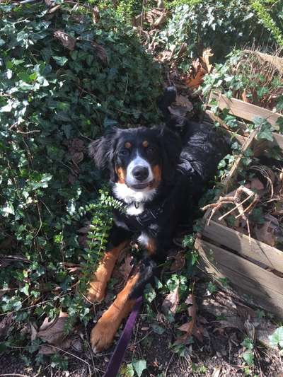 Berner Sennen-Beitrag-Bild