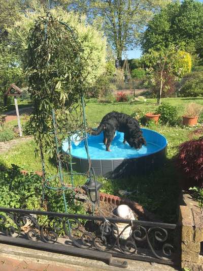 Berner Sennen-Beitrag-Bild