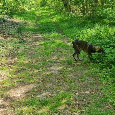 Hundetreffen-Gassi Runde 😉-Bild