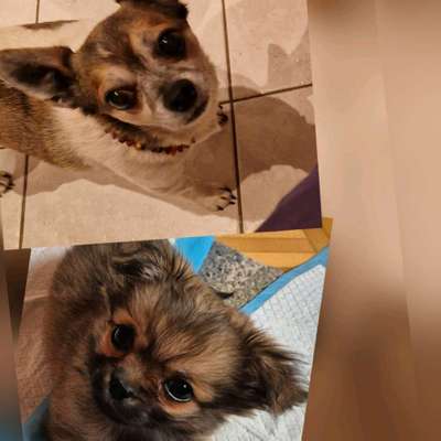 Hundetreffen-Welpen Spielen
