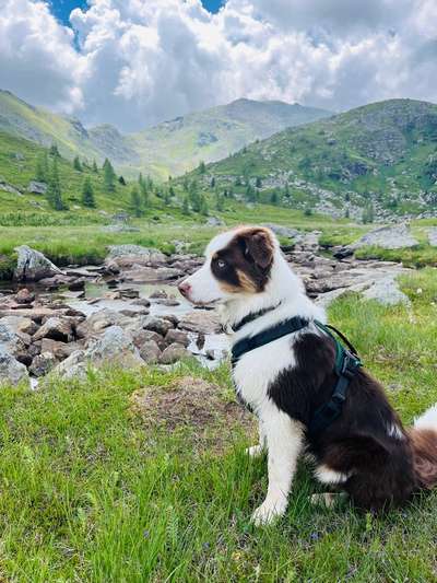 Hundetreffen-Training und danach toben-Bild