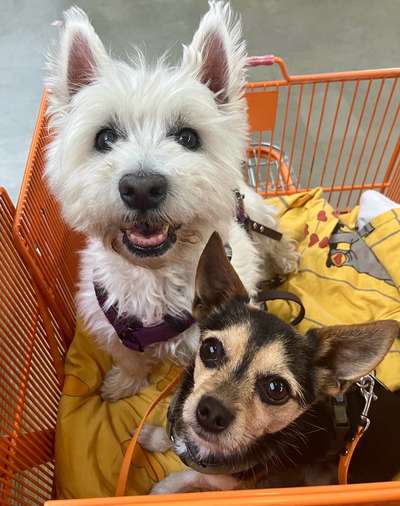 Sick Sinus Syndrom (Bradykardie/ Herzrhythmusstörung/ Herzerkrankungen/ Herzfehler)-Beitrag-Bild