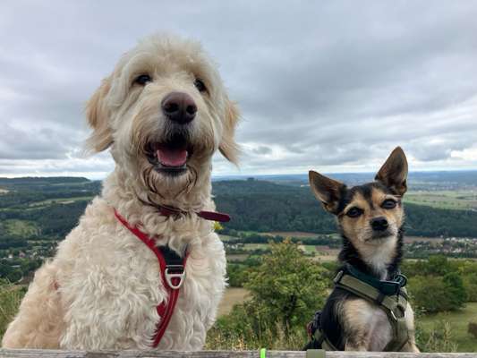 Hundetreffen-Das Wandern ist des Hundes Lust-Bild