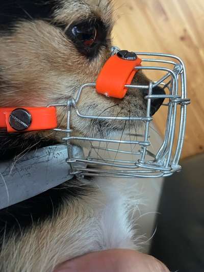 Wie sitzt mein Maulkorb / Maulkorb-Beratung-Beitrag-Bild