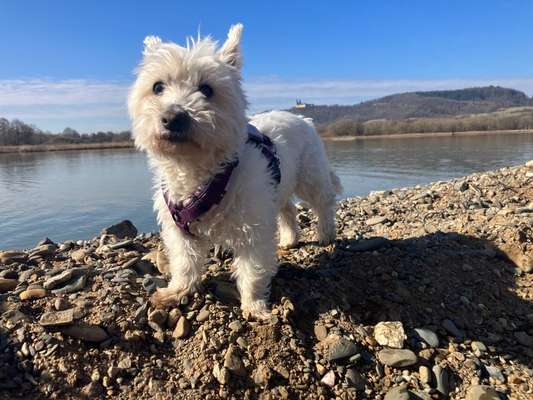 Sick Sinus Syndrom (Bradykardie/ Herzrhythmusstörung/ Herzerkrankungen/ Herzfehler)-Beitrag-Bild