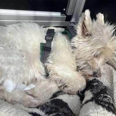 Sick Sinus Syndrom (Bradykardie/ Herzrhythmusstörung/ Herzerkrankungen/ Herzfehler)-Beitrag-Bild