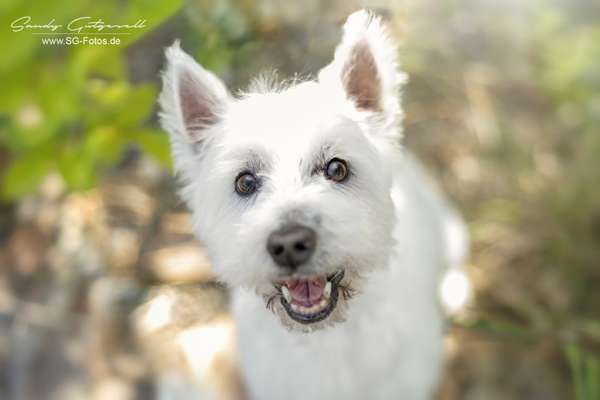 Sick Sinus Syndrom (Bradykardie/ Herzrhythmusstörung/ Herzerkrankungen/ Herzfehler)-Beitrag-Bild