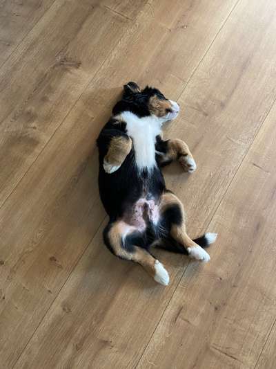 Die Dogorama Wochen Challenge-Beitrag-Bild