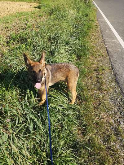 Welpen Bilder !-Beitrag-Bild