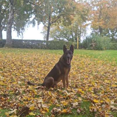 Zähne bei Schäferhund.-Beitrag-Bild