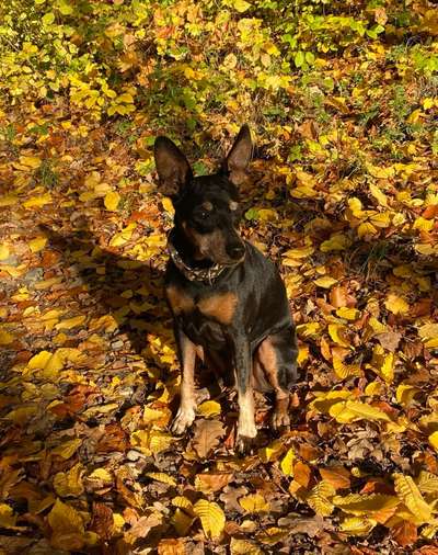 Wo sind die Zwergpinscher?-Beitrag-Bild