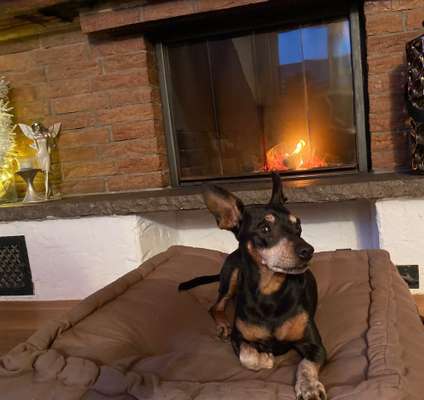 Wo sind die Zwergpinscher?-Beitrag-Bild